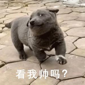 抖音英短蓝狗梗图片英短蓝狗表情包