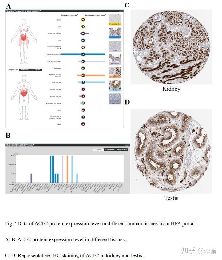 in renal tubular cells, leydig cells and cells in seminiferous