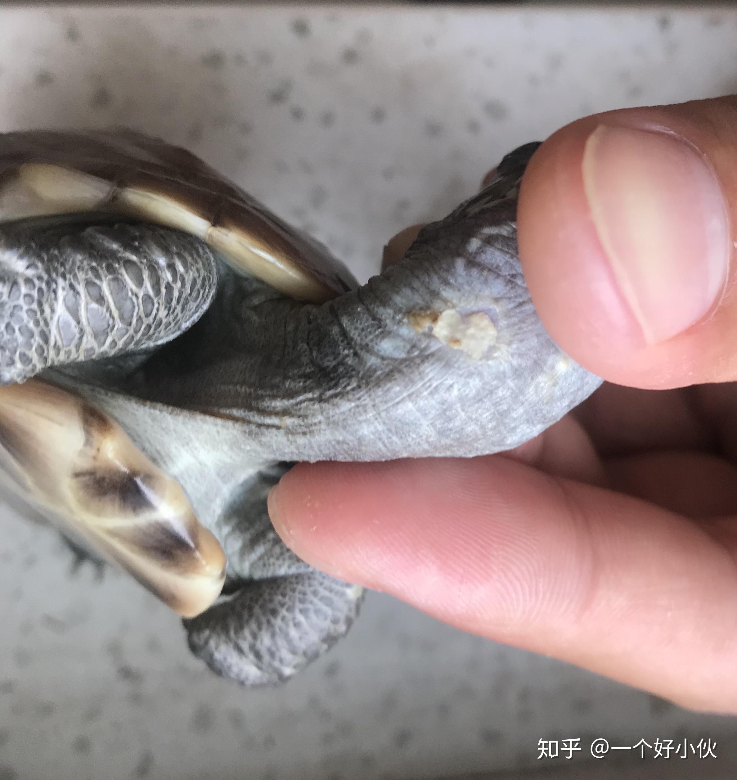 乌龟腐甲初期症状图片图片