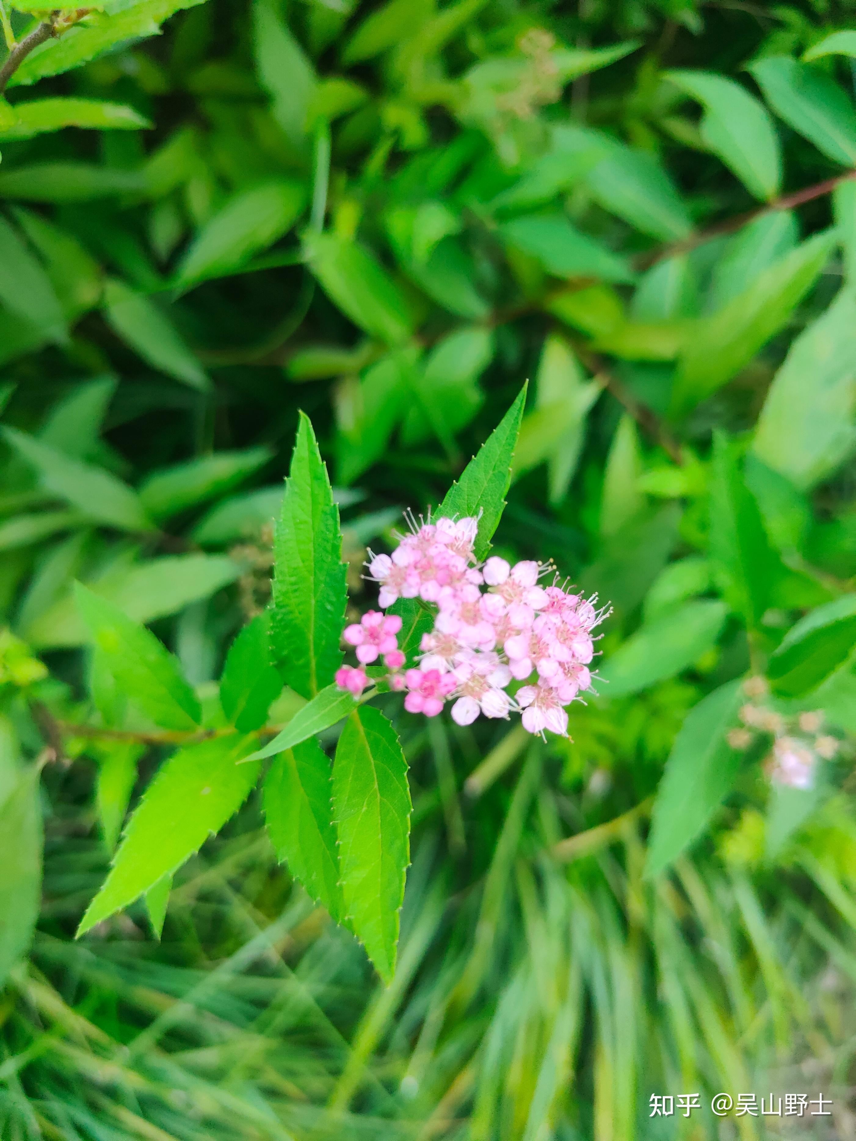 【七绝·粉花绣线菊】(平水韵) - 知乎