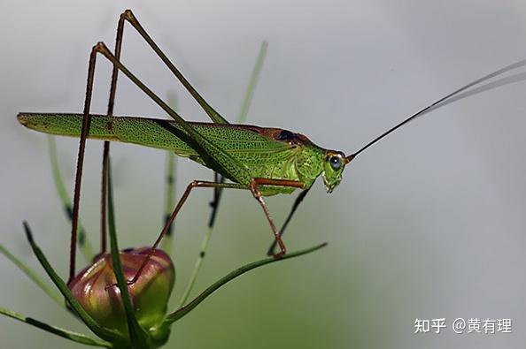 昆虫记白面螽斯名片图片