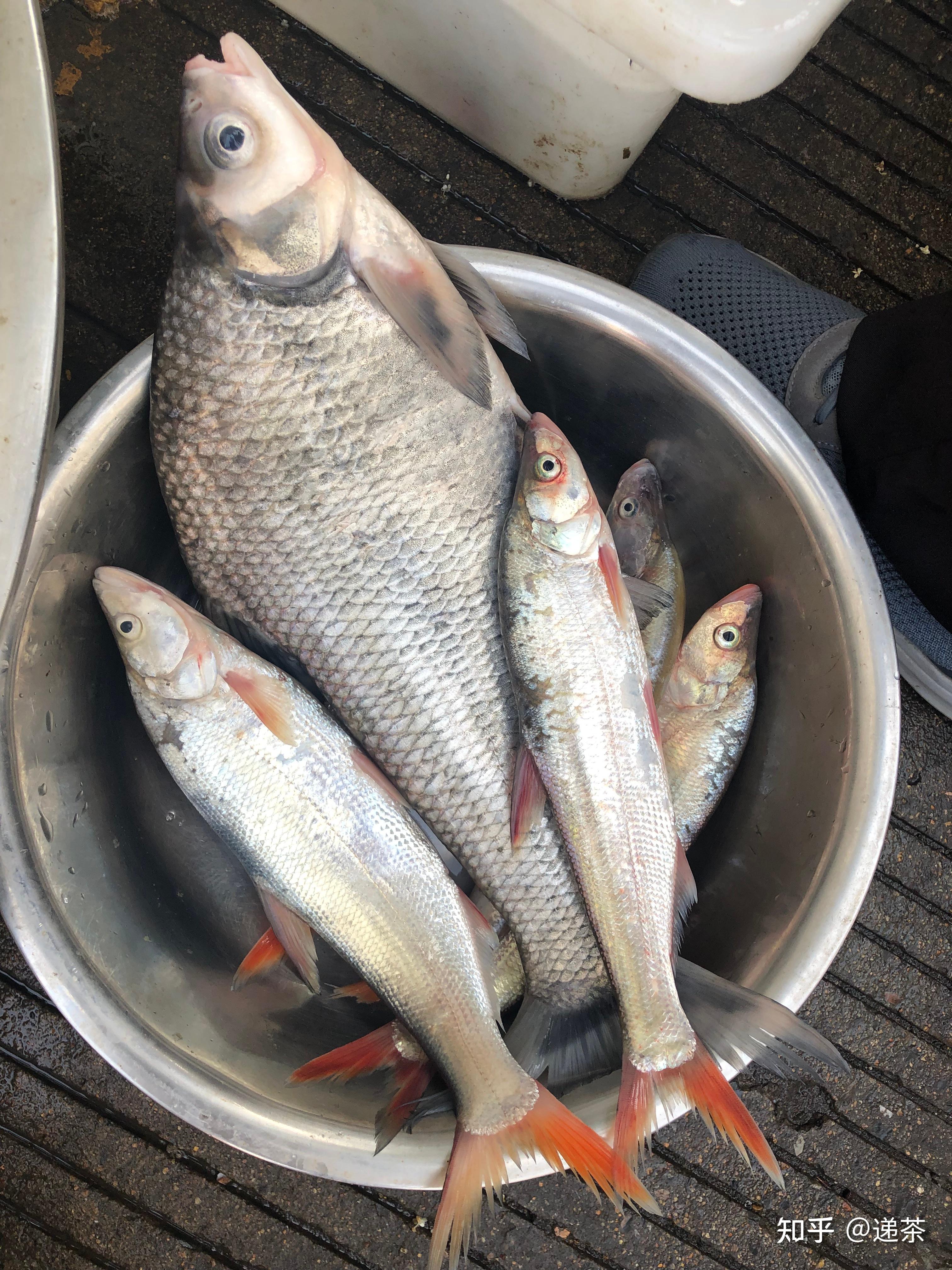 翘嘴鱼和白条鱼有哪些区别?