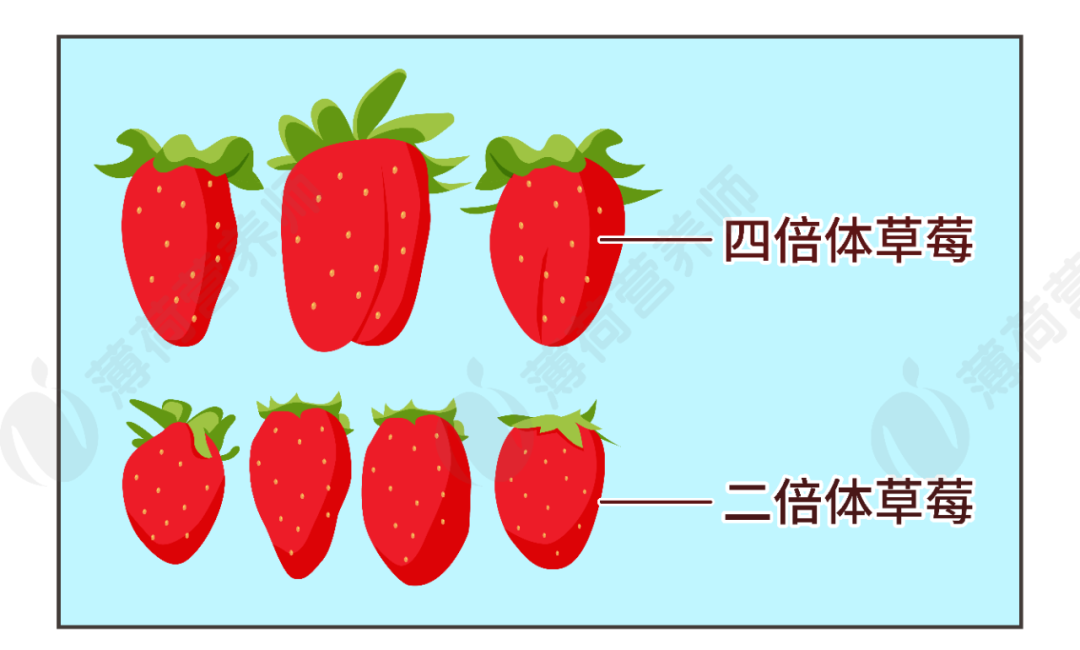 四倍体草莓图片