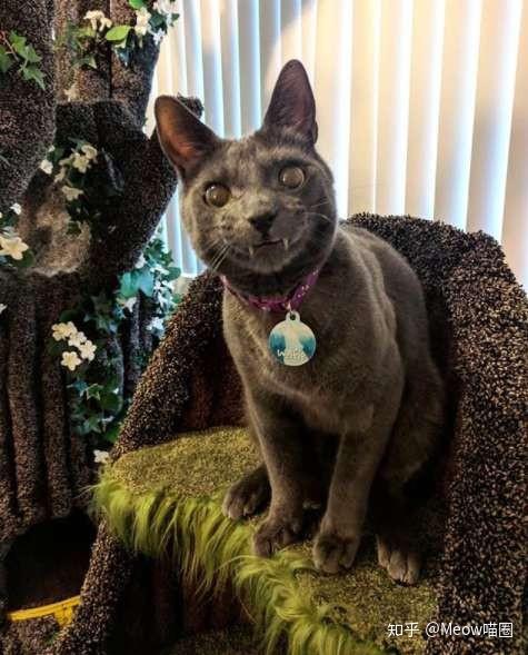 最棒圣诞礼物国外超狂猫奴特制超豪华猫咪树屋赶在圣诞前夕帮毛孩一起