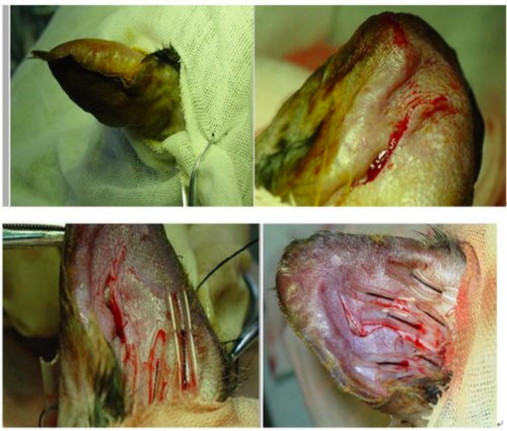 咬了口猫耳朵结果耳朵流血了