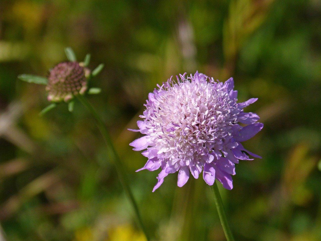 4. 花菊养护要点