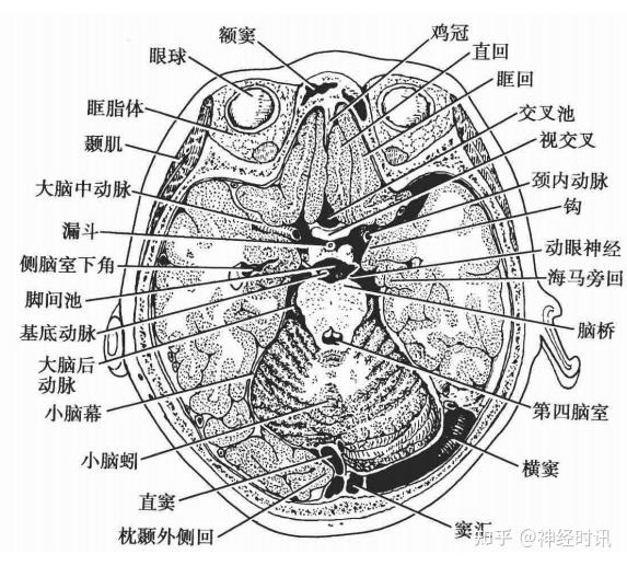 头部结构的断面解剖学特点 - 知乎