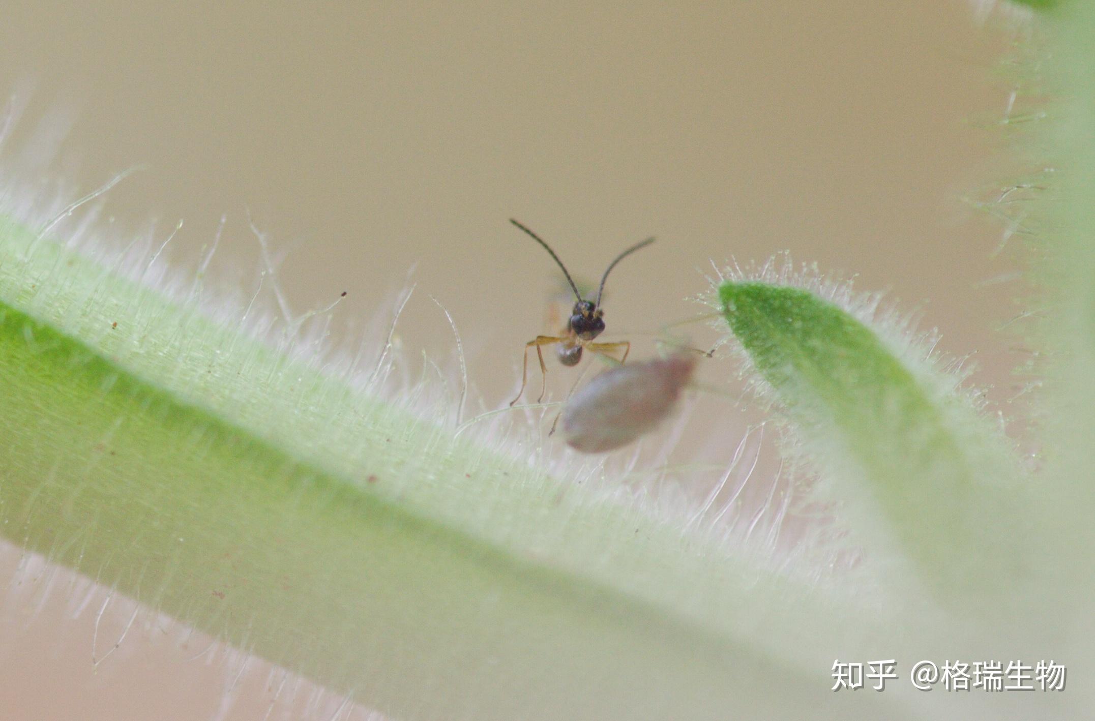 蚜茧蜂一般喜欢寄生低龄幼虫,但也会寄生大蚜和成蚜