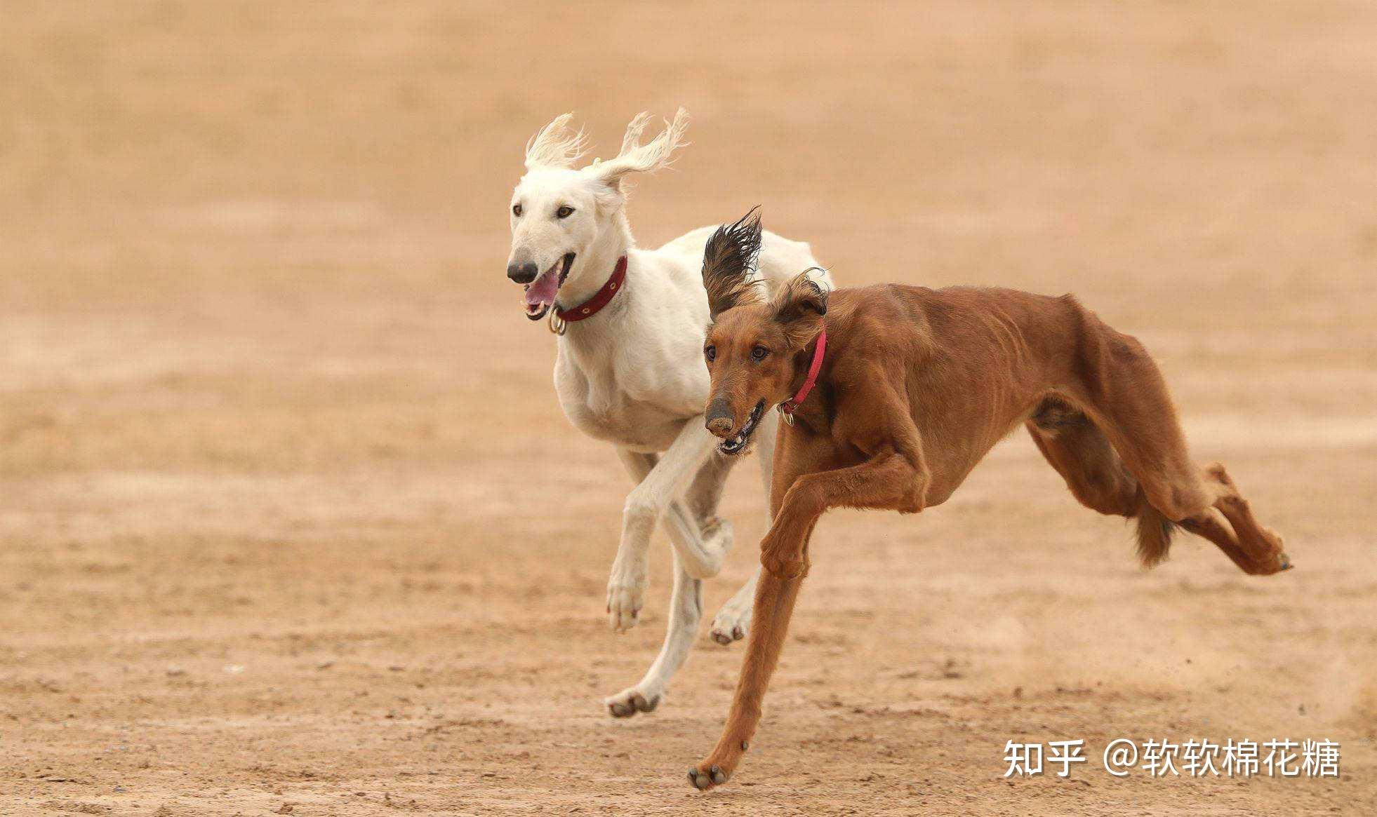 为什么中国细犬数量稀有? - 知乎