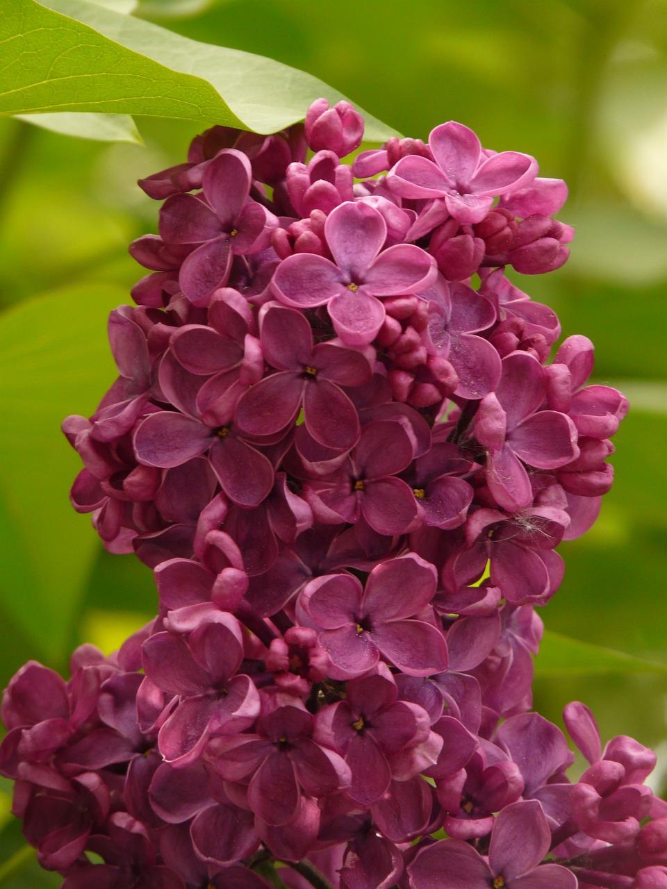 3. 野蔷薇药用价值