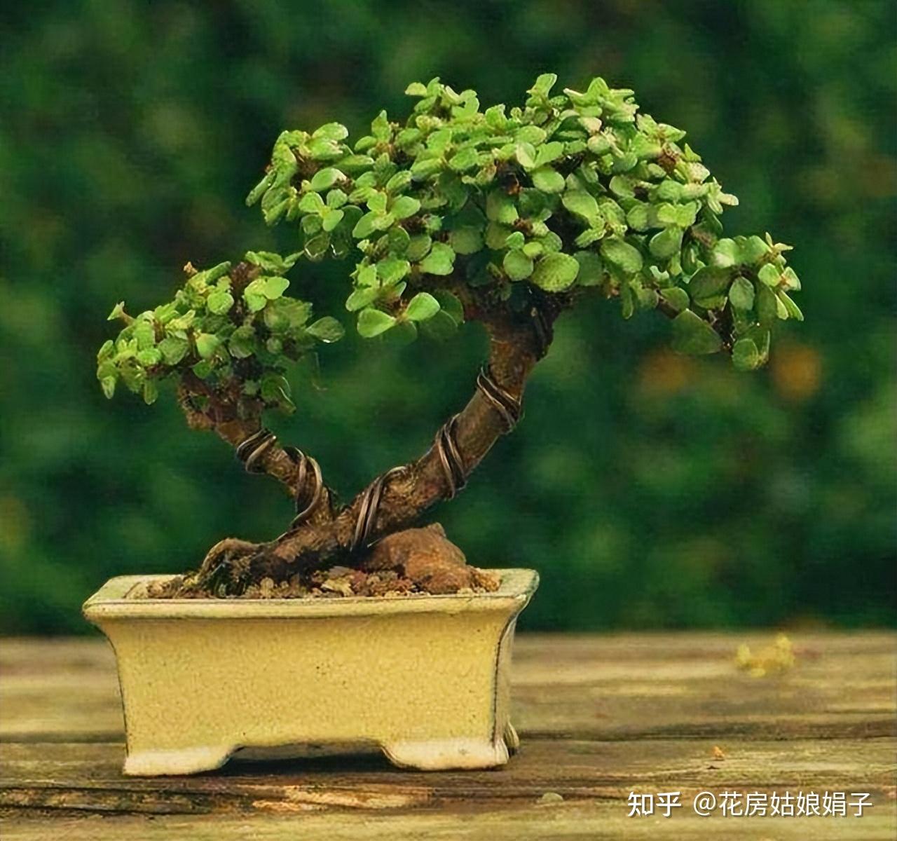 秋凉之后，金枝玉叶迎来了高光时刻，但在这之前，要先做好修剪 - 知乎