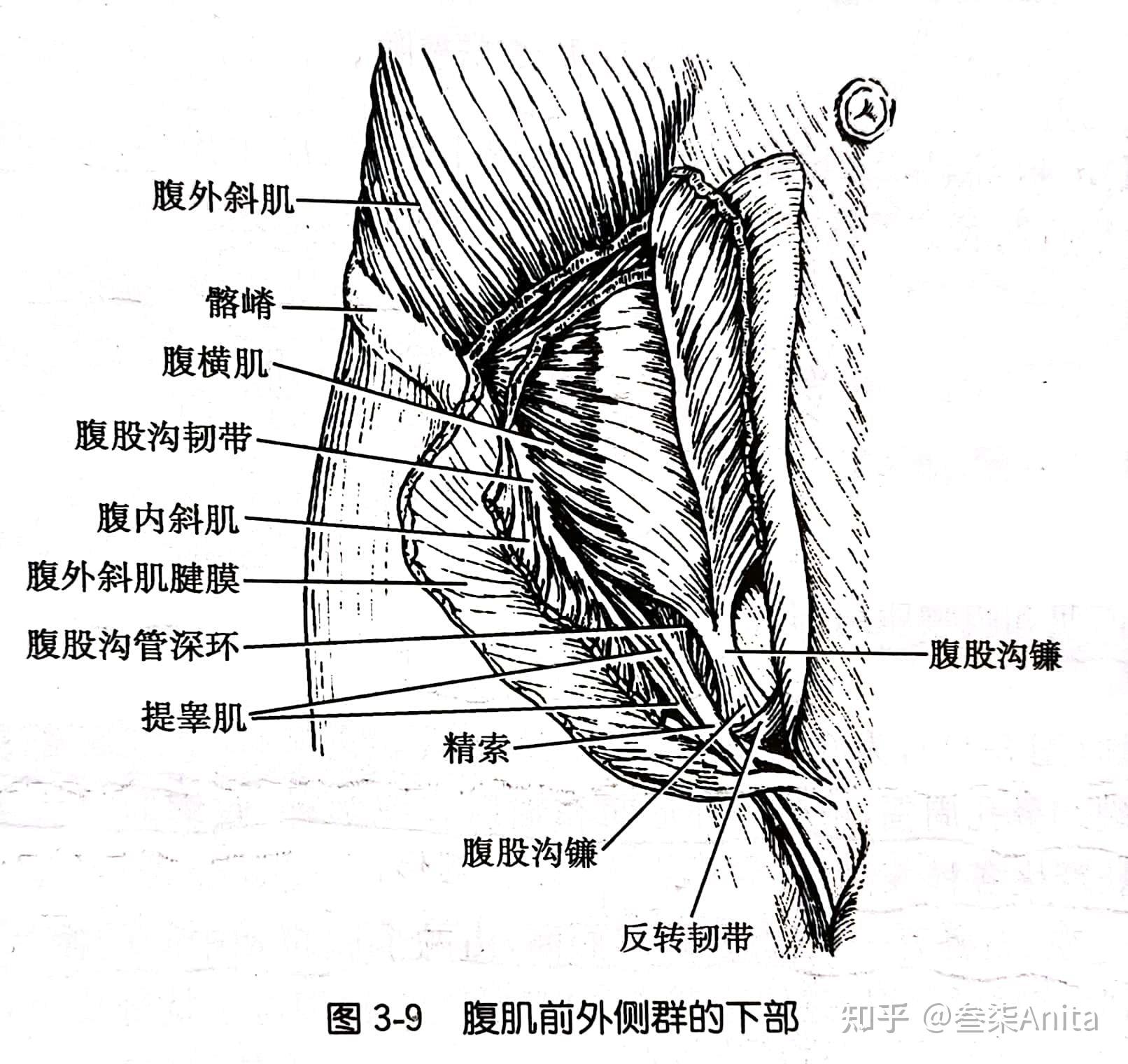 股管解剖图片