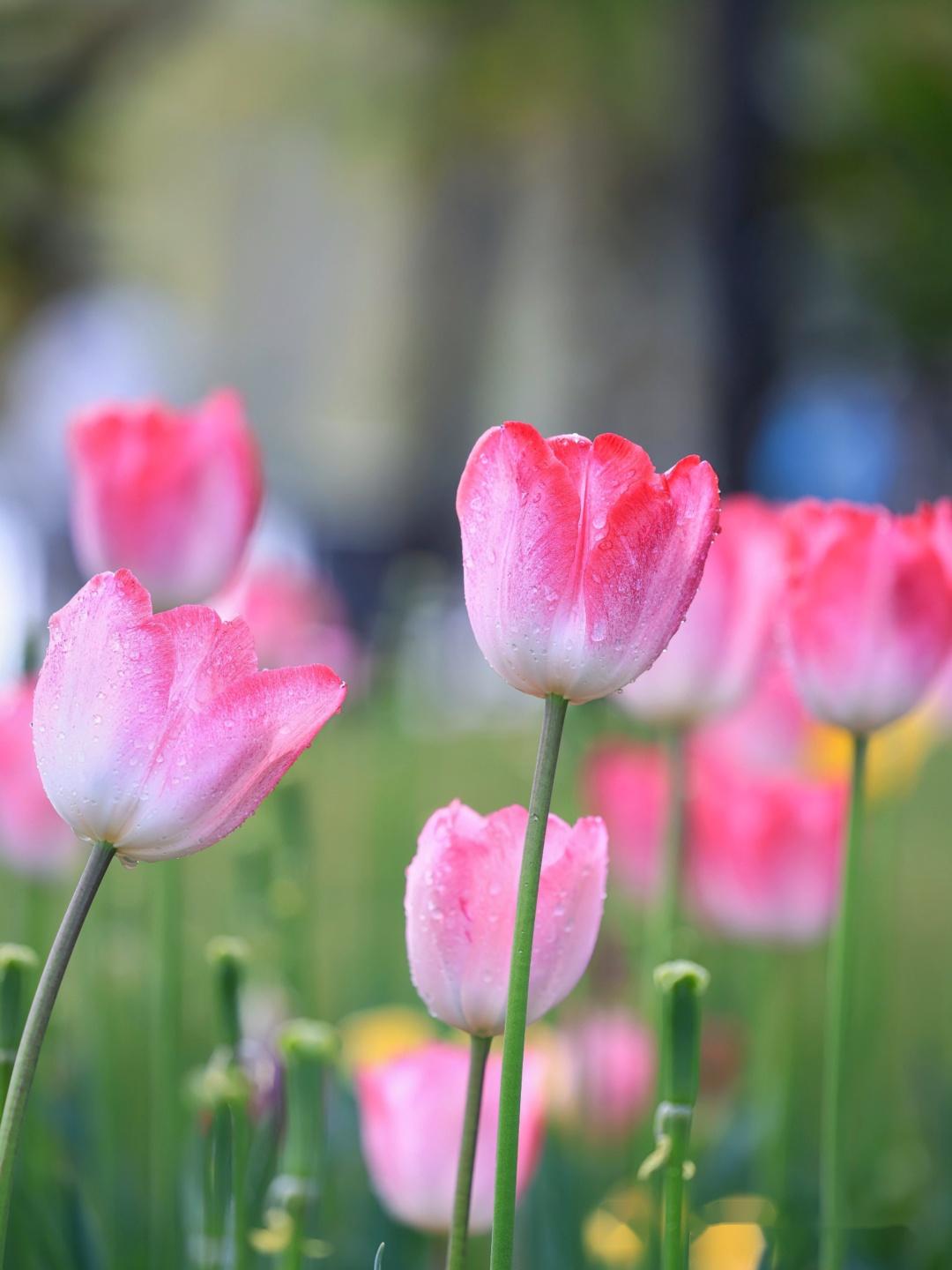 昆明翠湖郁金香,满园春光无限美!(附美图) - 知乎