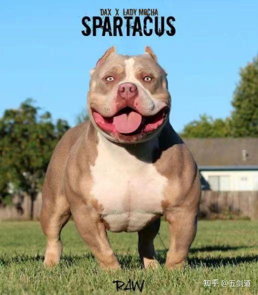 美国恶霸犬到底属不属于猛犬为什么上不了猛犬排行榜
