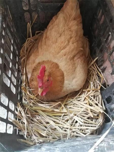 什么方法可以让母鸡下蛋 v2-9fde3bf33da897f4662263c3a1df4058_1440w.jpg
