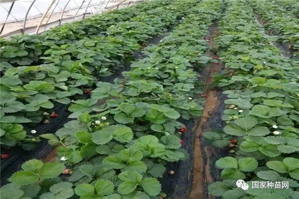 草莓苗繁殖方式及选择技巧