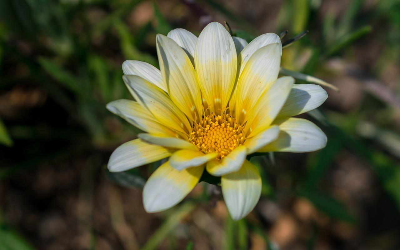 如何种植仙人指