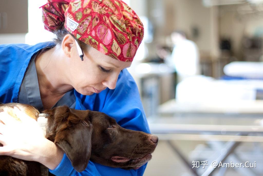 加拿大的動物護理專業怎麼樣為你詳細解讀動物護理專業的教學內容錄取