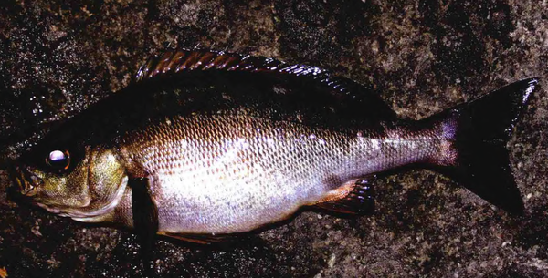 海钓石鲈鱼首推浮游矶钓钓点以鱼的活性而变日本专业入门防波堤钓 知乎 海钓石鲈鱼首推浮游矶钓钓点以鱼的活性而变日本专业入门防波堤钓 知乎