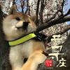 长毛柴犬和普通柴犬繁育会生出怎样的小狗呢 知乎