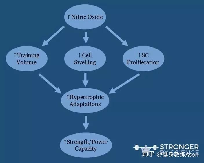 一氧化氮補劑對力量和增肌有幫助嗎? - 知乎