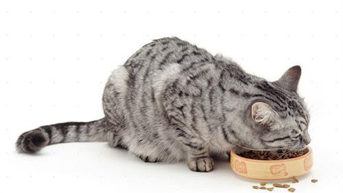 猫口角炎会传染猫吗 知乎