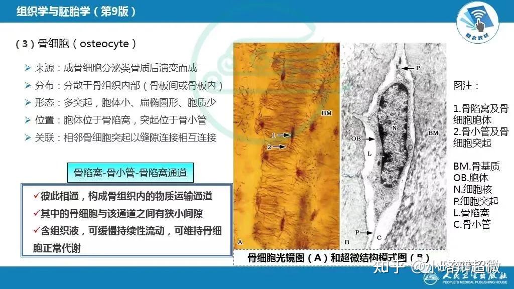 第二十四期：透射电镜下的骨细胞 - 知乎