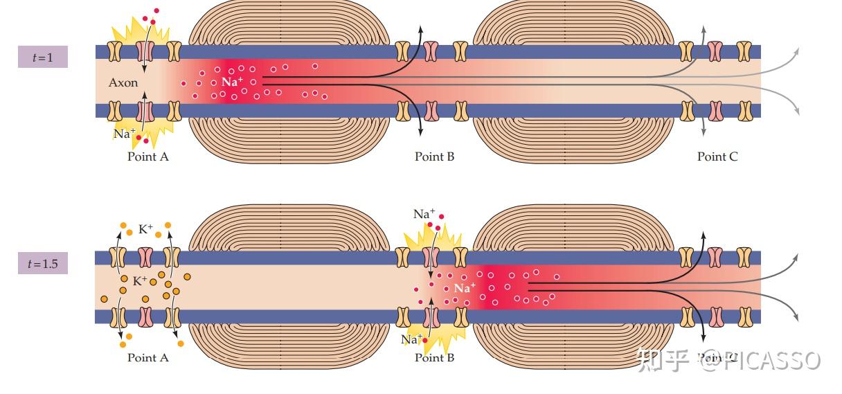 在动作电位形成中,最初始的刺激是如何改变膜电位的呢? - 知乎