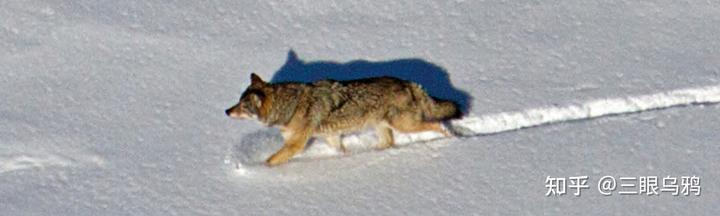 如果将 20 只狼和 500 只鹿放进同一孤岛，最后谁能活下来？