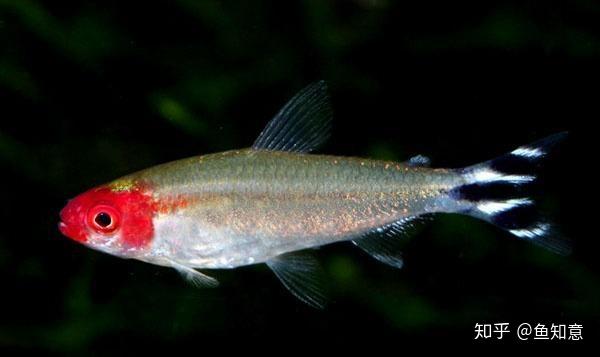 小型观赏鱼:红头剪刀鱼