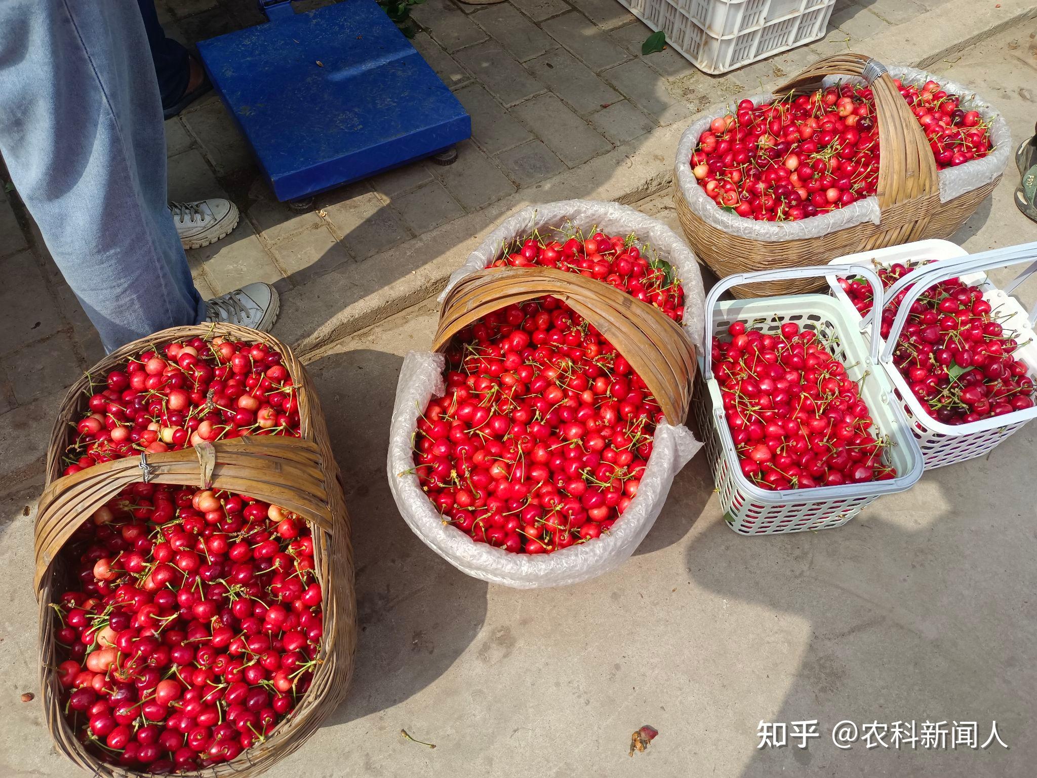 施"红金果"有机肥让樱桃结出"优质果" - 知乎