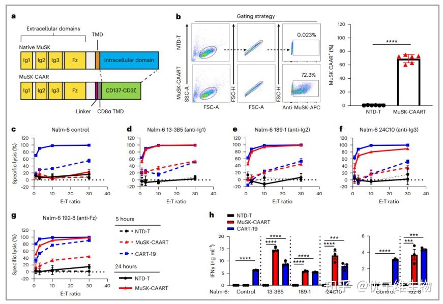 46.9分|CAR-T在自身免疫性疾病中的反向思考CAAR-T - 知乎