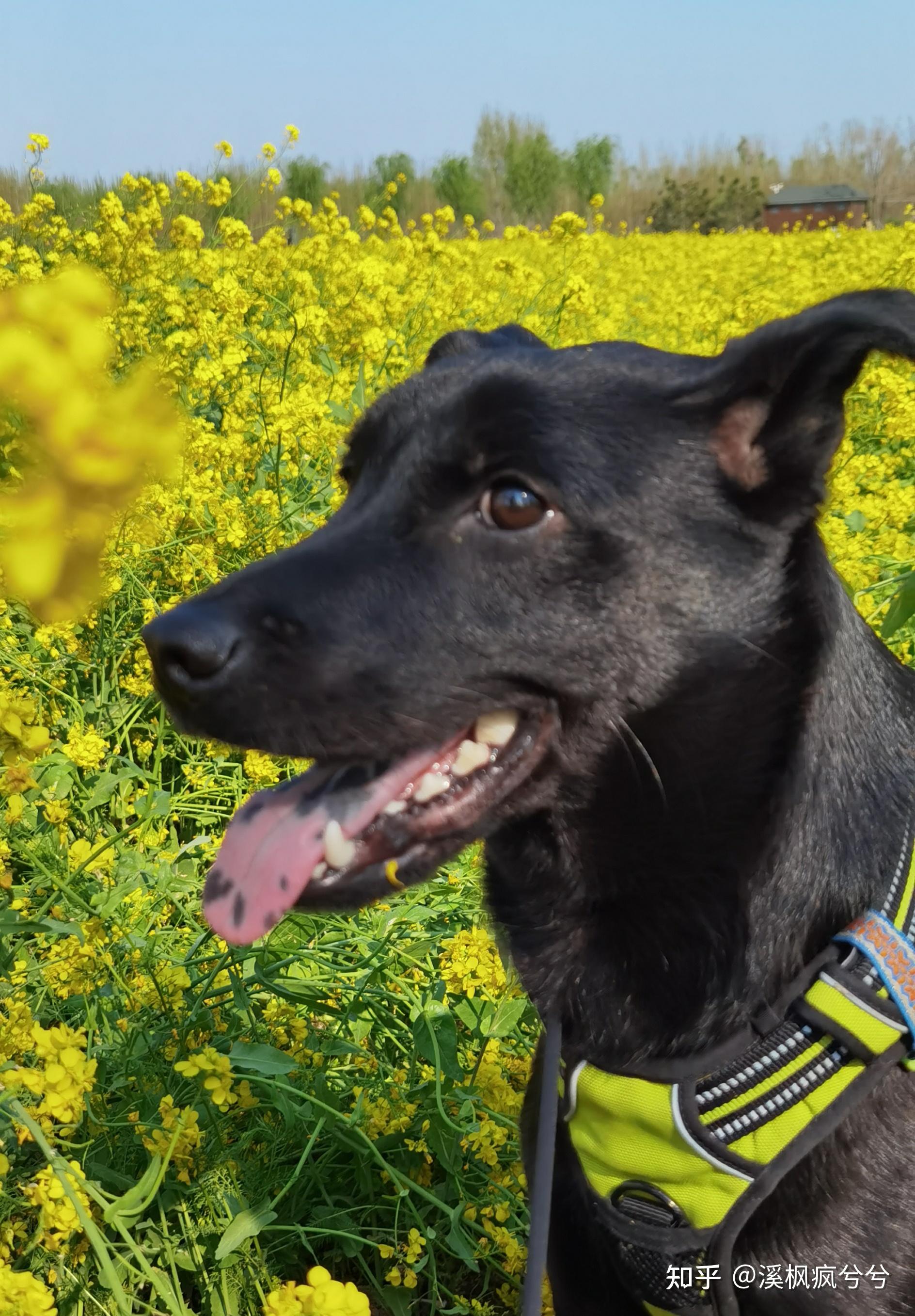 把土狗养成高级犬是一种怎样的体验? - 知乎