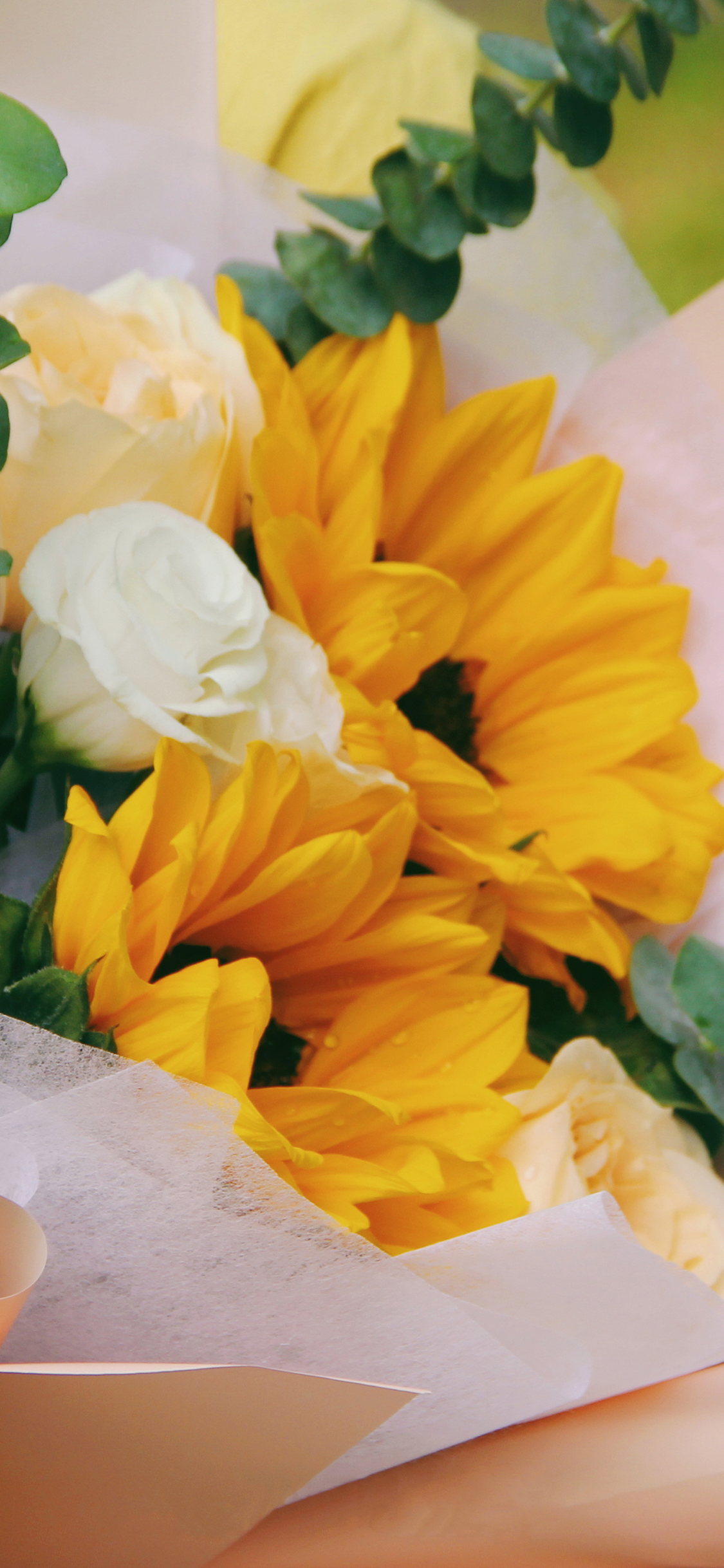 有没有都是向日葵的壁纸呢,让人看了心情超好的? - 知乎