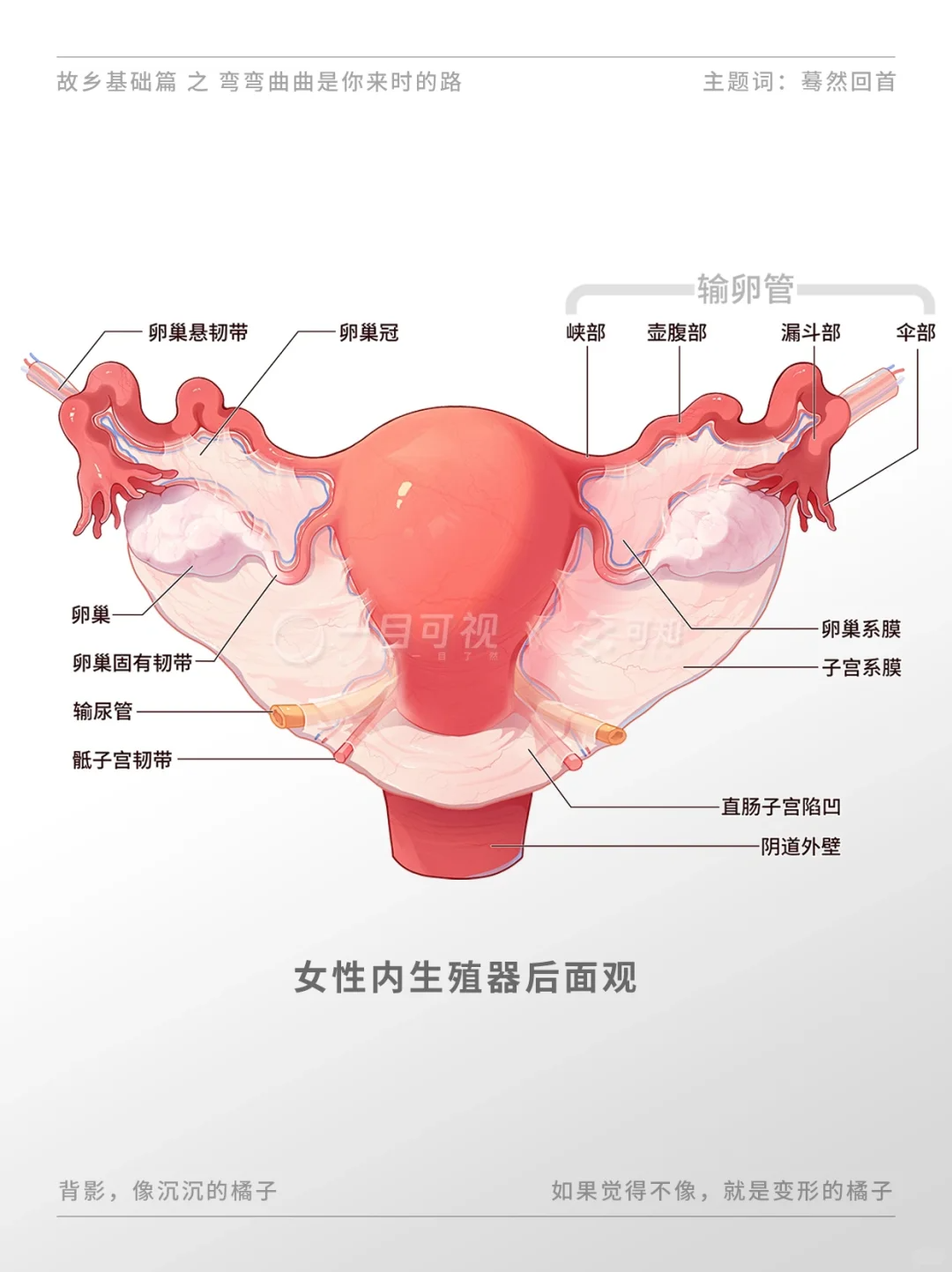 子宫的构造详细图片图片