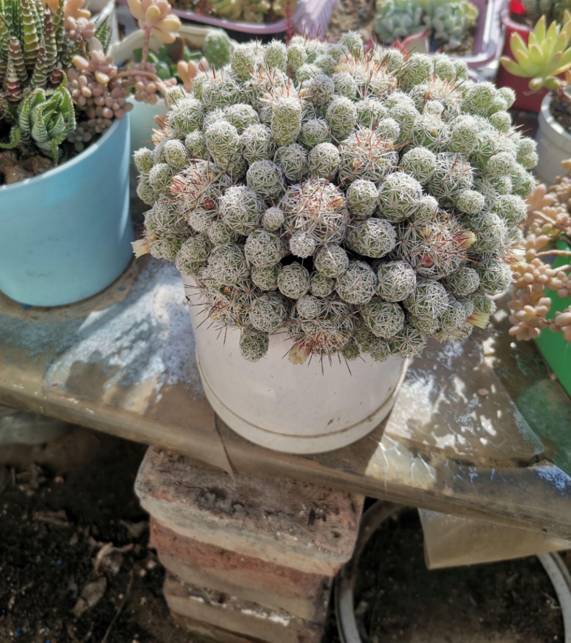 我的多肉银手指变成了这样请问应该怎么处理?