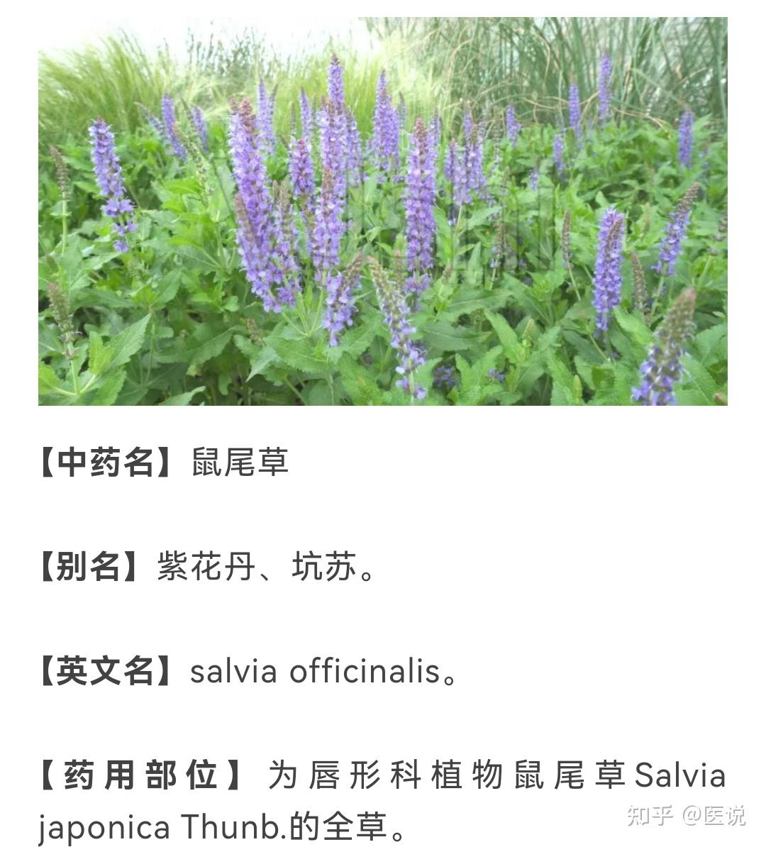 鼠尾草有什么药用功效?