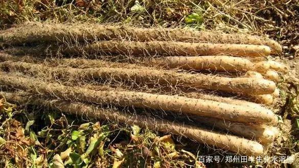 山药根结线虫病的综合防治，山药根结线虫用什么药效果好？ - 知乎