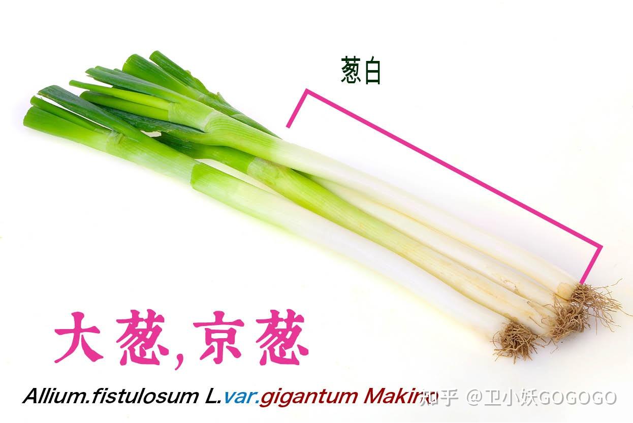 大葱,小葱,京葱,香葱,洋葱,红葱头,韭菜,大蒜,它们之间有什么联系? - 知乎