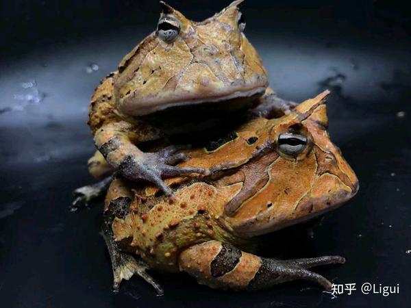 霸王角蛙生长过程