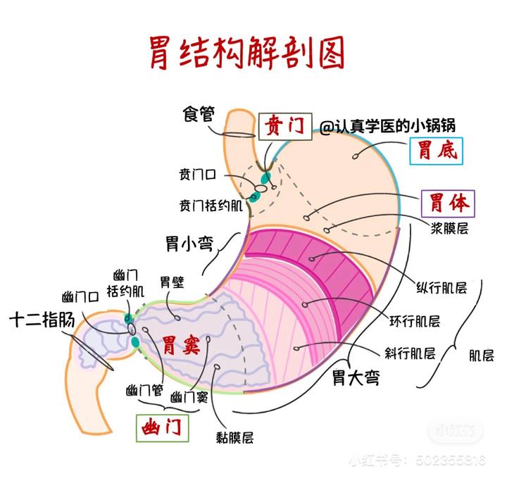 什么是胃粘膜活检葫芦形胃和皮革样胃有什么不同