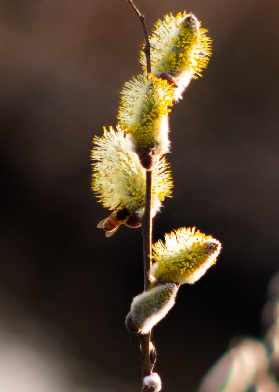 柳树屋后种植影响