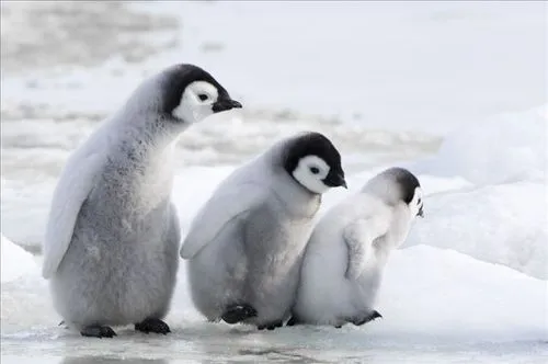 帝企鹅和王企鹅有什么区别? - 知乎