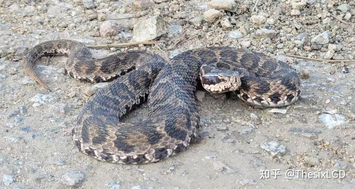 蛇行新岁，南京本土蛇类的故事 - 知乎
