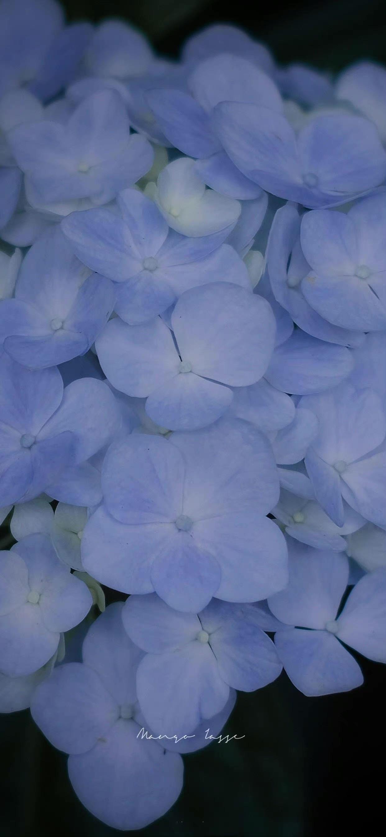 有没有这样关于玫瑰花的微信背景图或者有意境的文字背景图