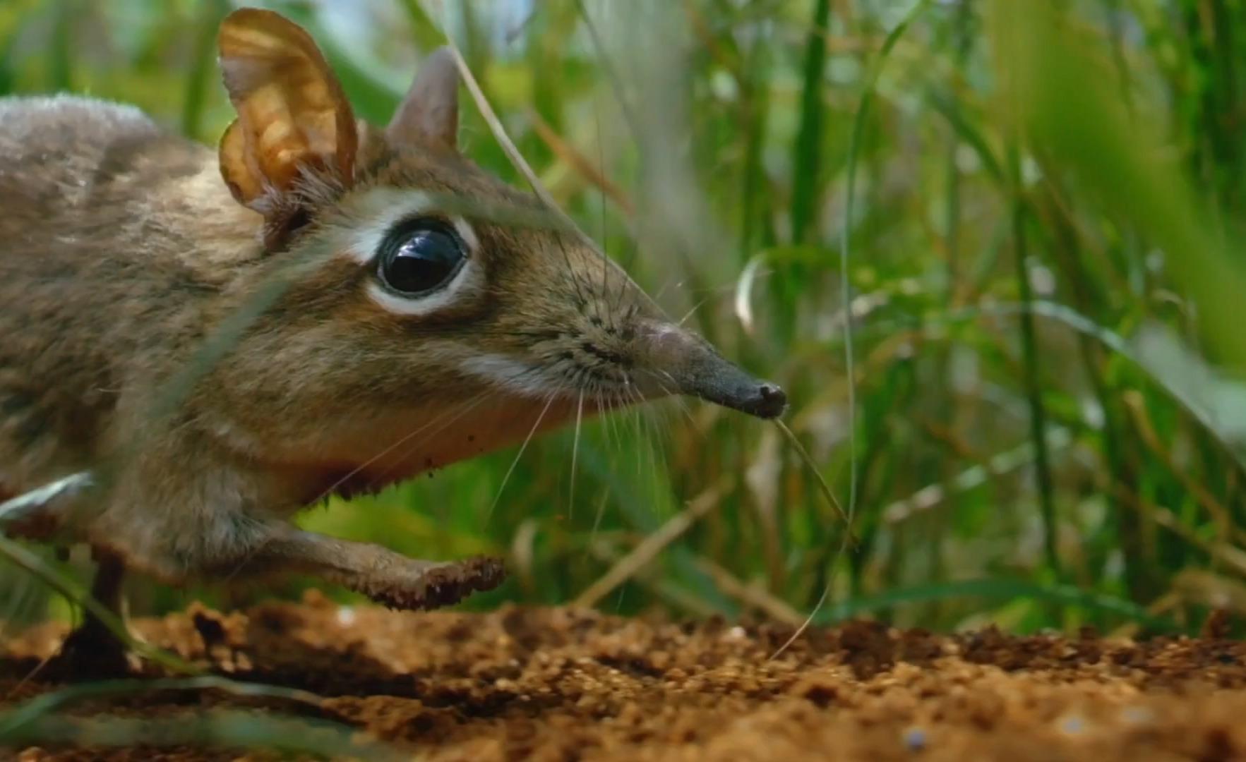 非洲象鼩在大火之后重归家园