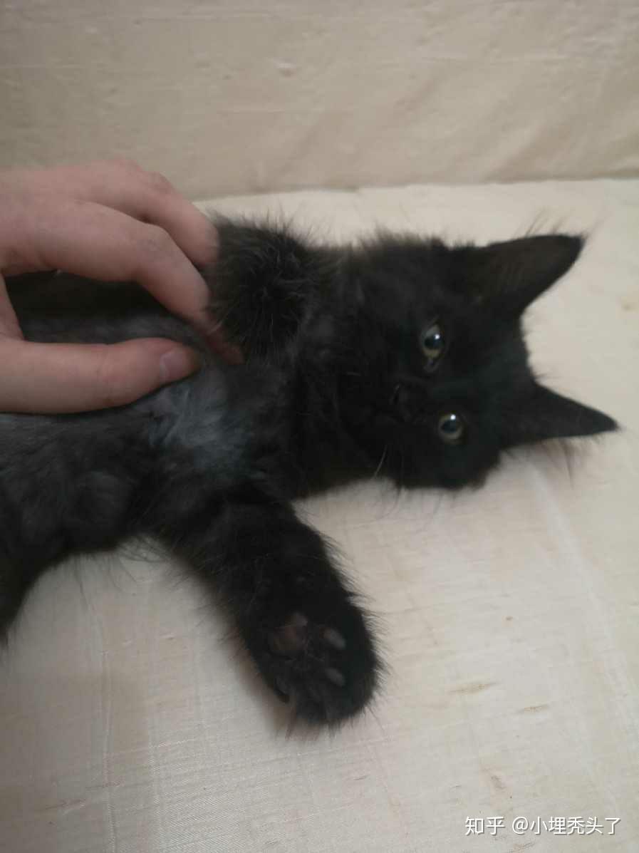 为什么朋友这只黑猫长出来了白毛?