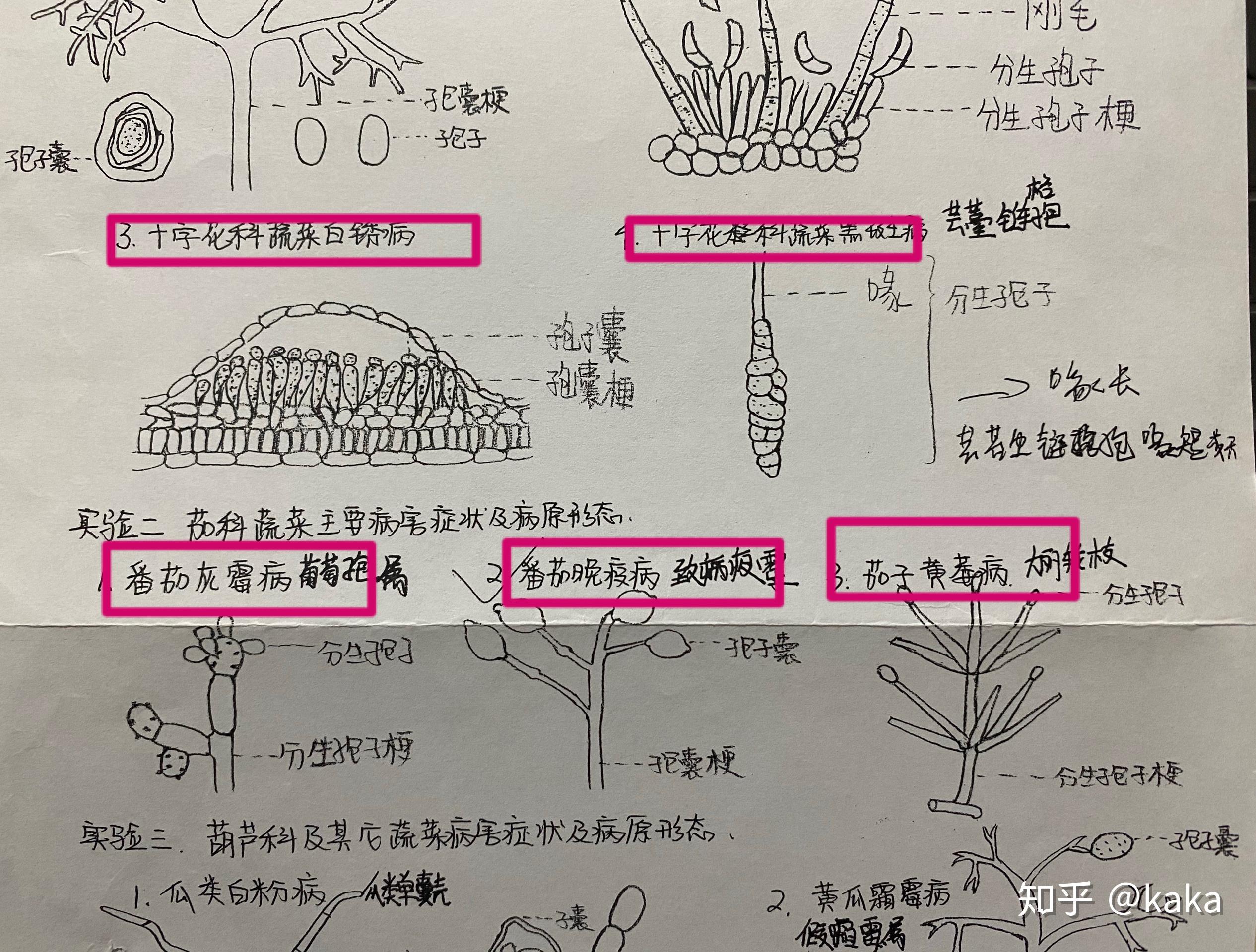 水稻稻瘟病病原图片