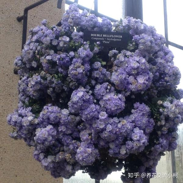 比重瓣长寿花好看的风铃花品种 开花时有上千个花苞 花朵像月季 知乎