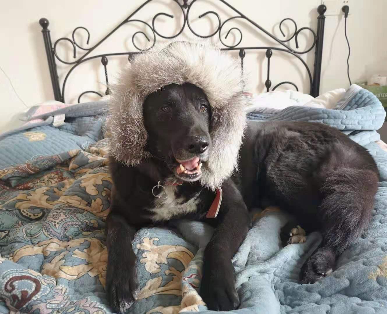 老年狗健康系列 寒冬防脑梗 知乎